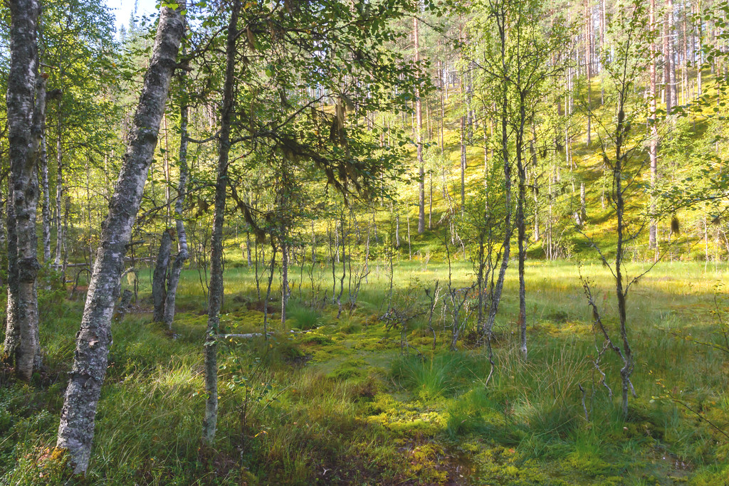 Rokuan Alue Ja Kansallispuisto El m n Ilmi iden Tarkkailua 